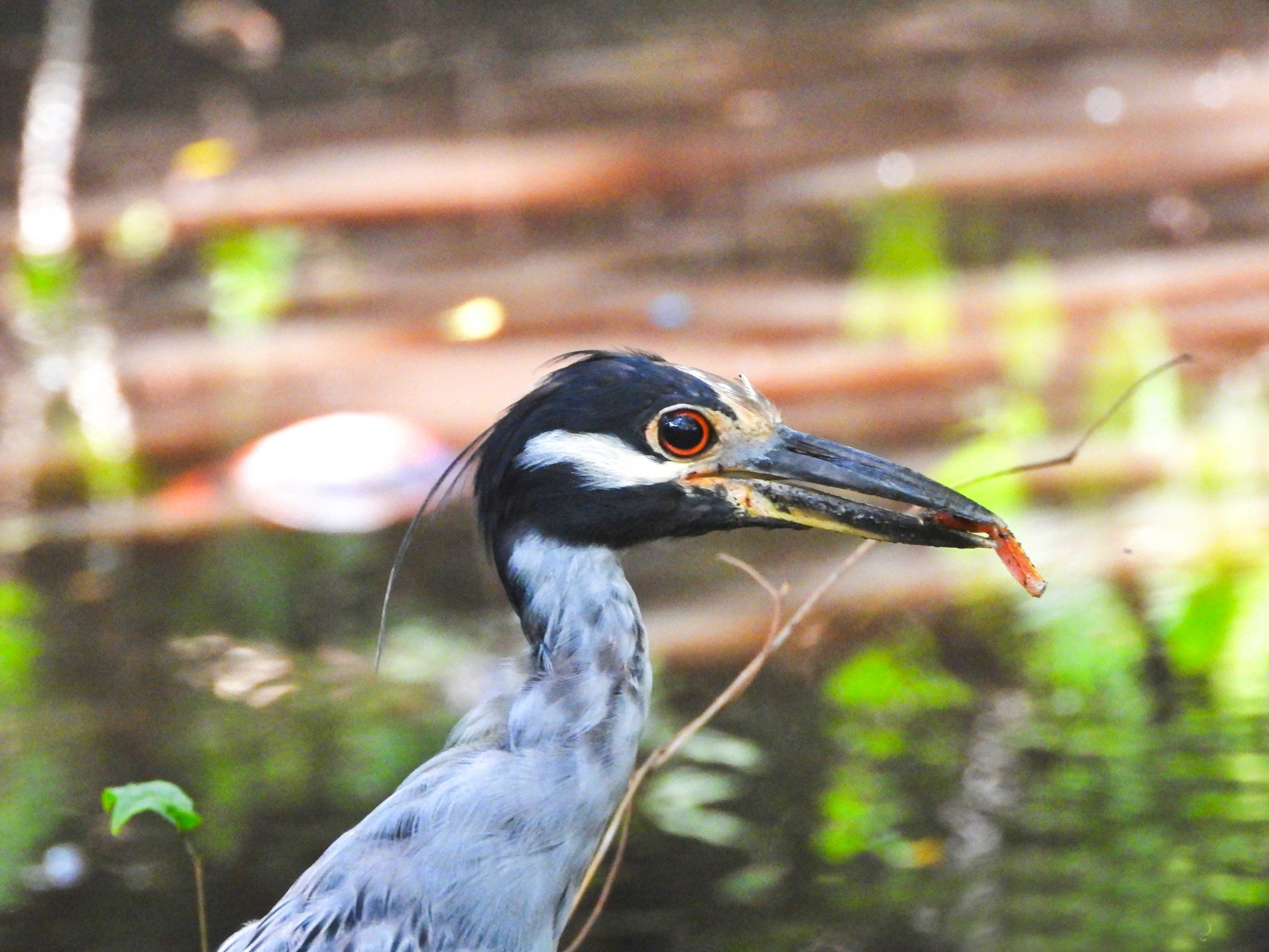 Avistamiento de aves