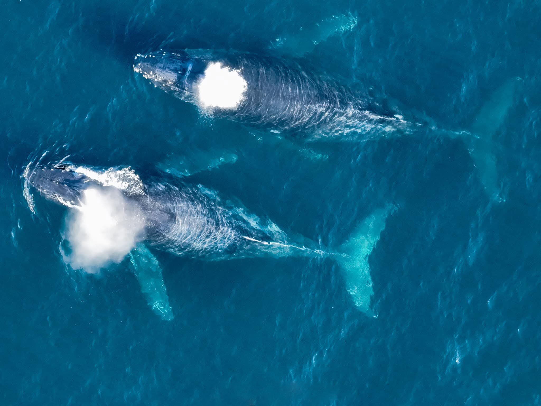 Tour de ballenas