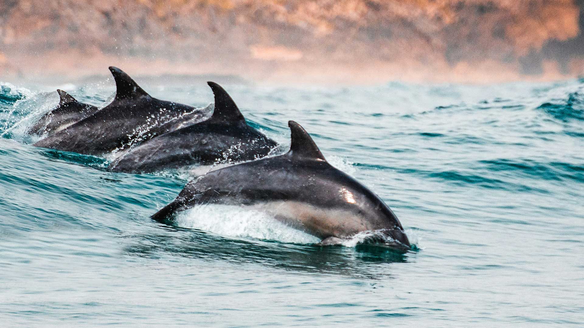Tour de delfines