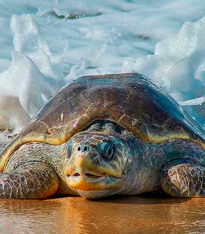 immigration-consultant-03